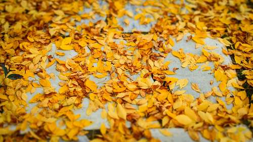 manchester yellow leaves on ground leaves